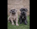 Cane Corso štenci